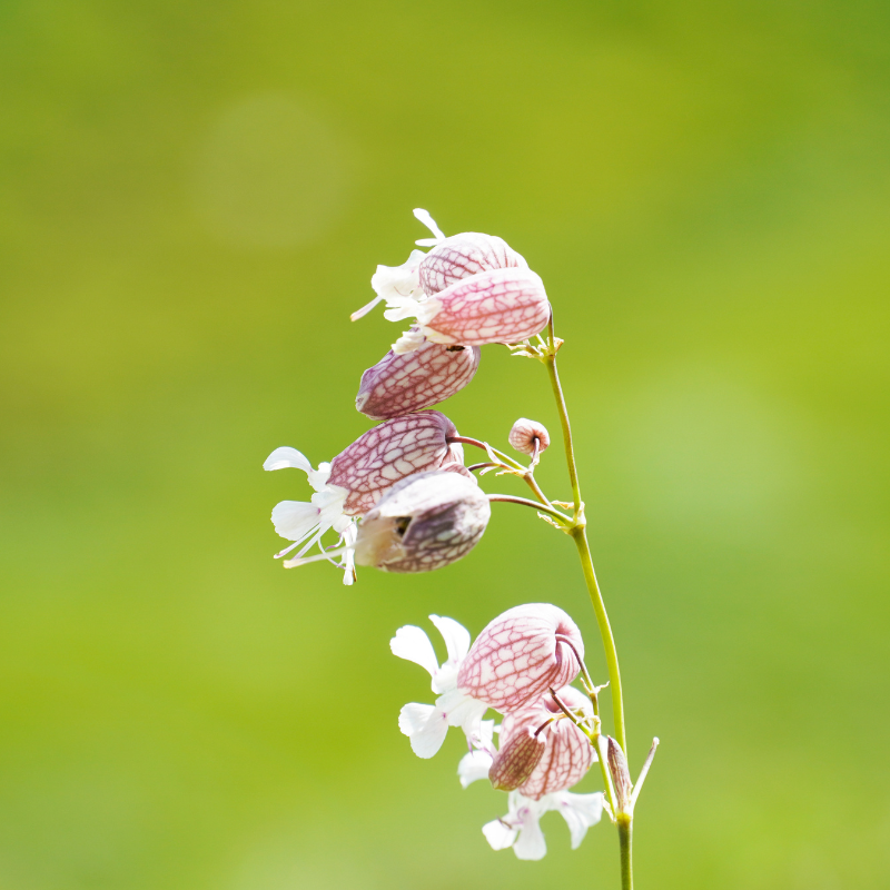 Common catchfly, Small-flowered catchfly seeds - 30