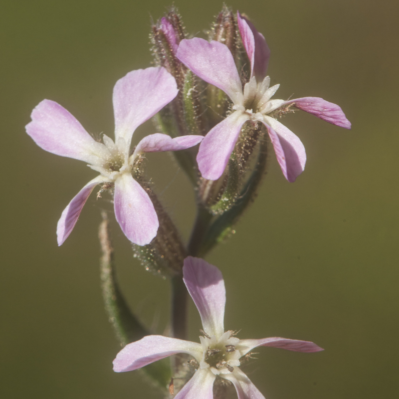 Common catchfly, Small-flowered catchfly seeds - 30