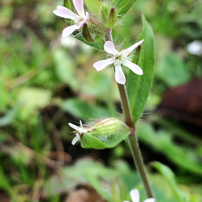 Common catchfly, Small-flowered catchfly seeds - 30