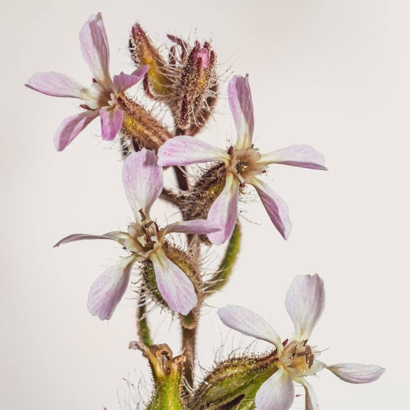 Common catchfly, Small-flowered catchfly seeds - 30