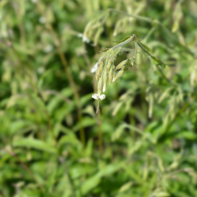 Common catchfly, Small-flowered catchfly seeds - 30