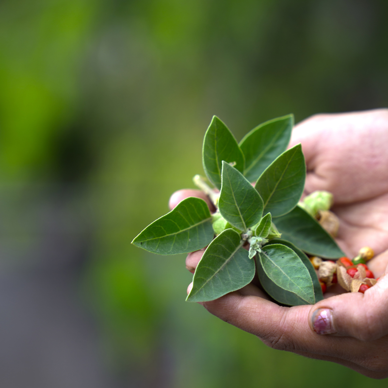 Ashwagandha, Withania somnifera seeds - 300
