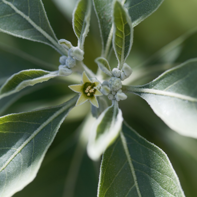 Ashwagandha, Withania somnifera seeds - 300