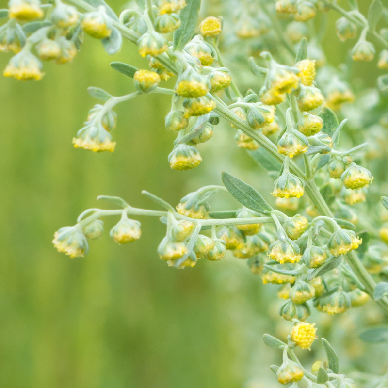 Wormwood (Artemisia absinthium) seeds - 500