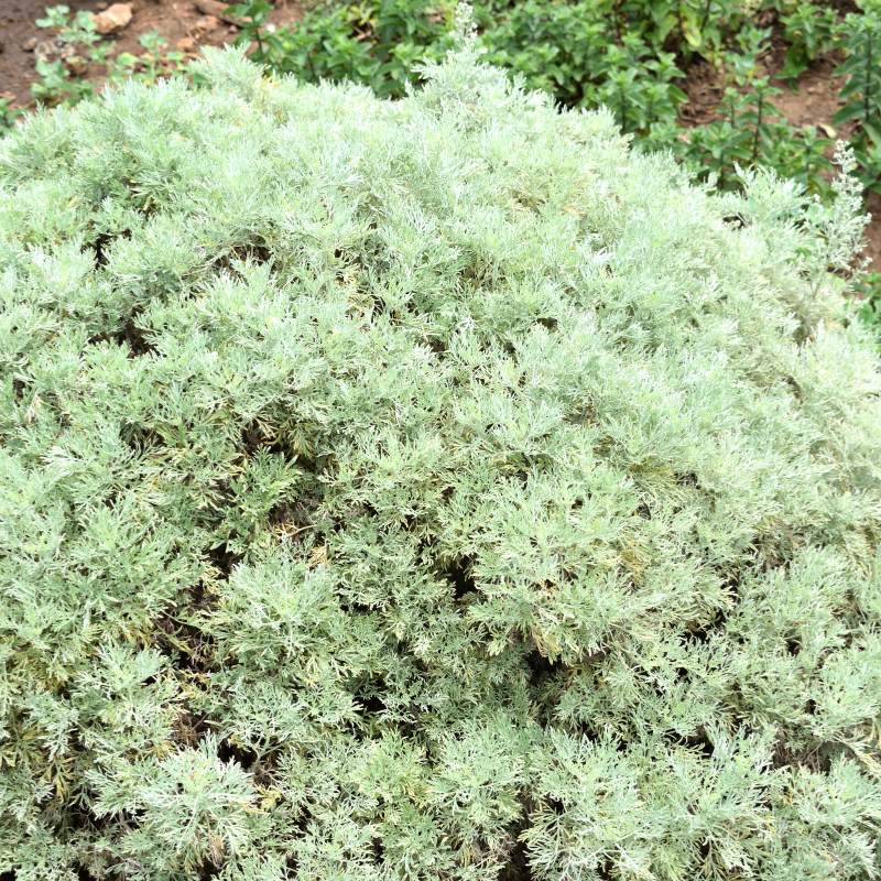Wormwood (Artemisia absinthium) seeds - 100