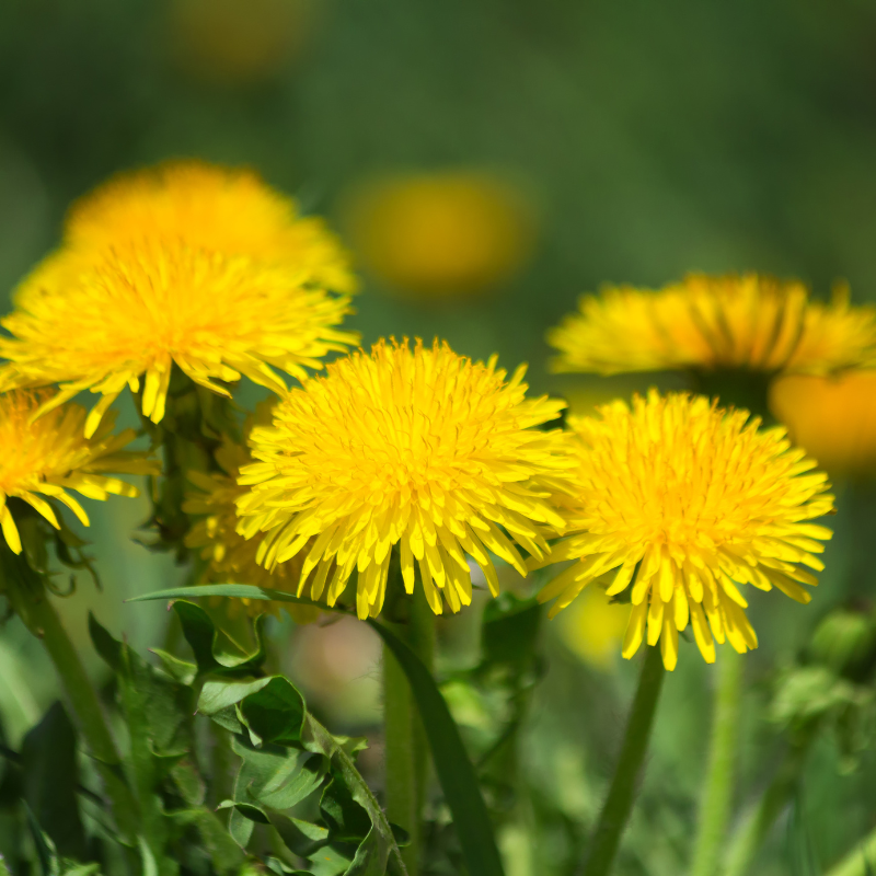 Dandelion, Taraxacum Officinale seeds - 20