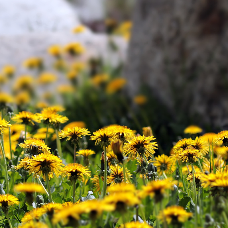 Dandelion, Taraxacum Officinale seeds - 20