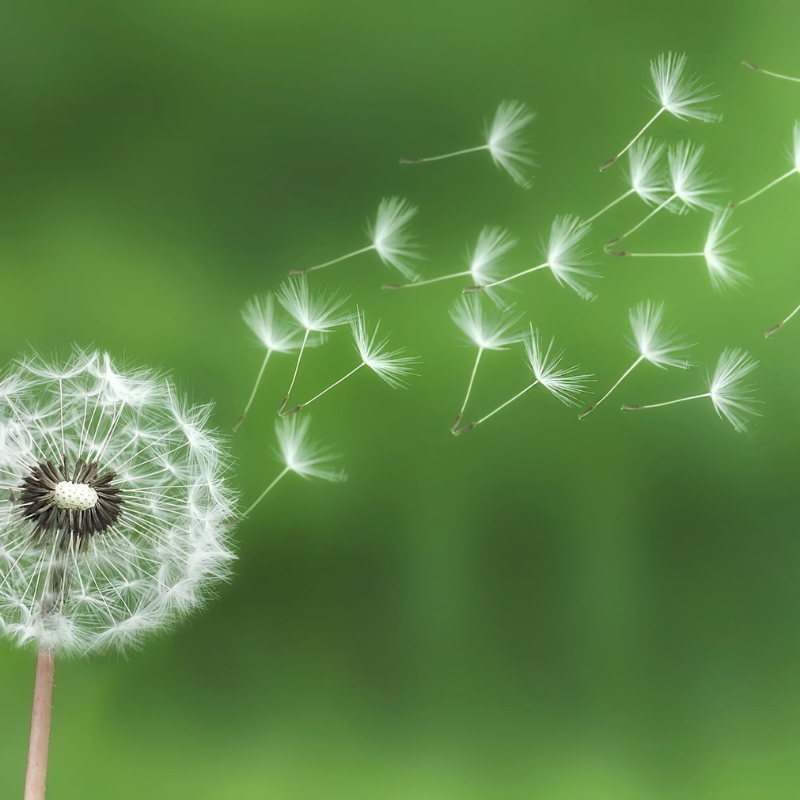 Dandelion, Taraxacum Officinale seeds - 20