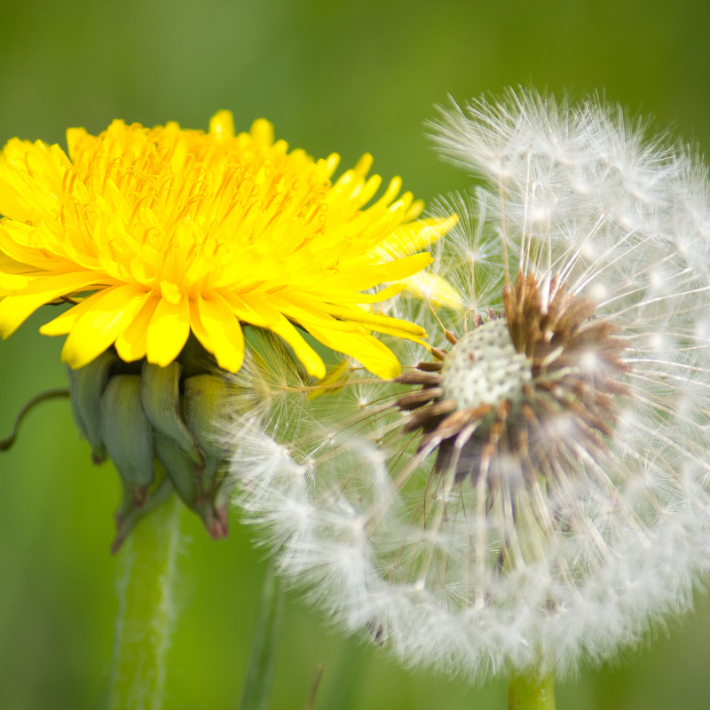 Dandelion, Taraxacum Officinale seeds - 20