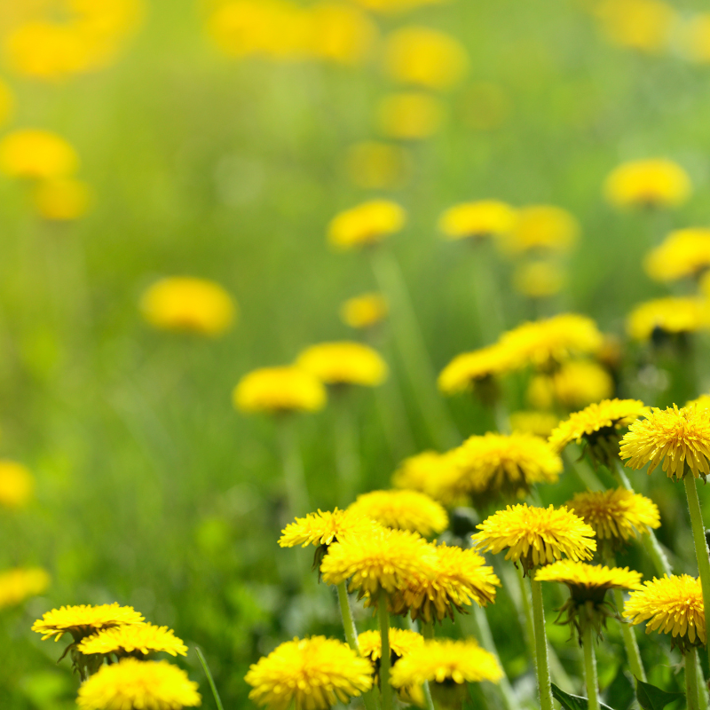 Dandelion, Taraxacum Officinale seeds - 20