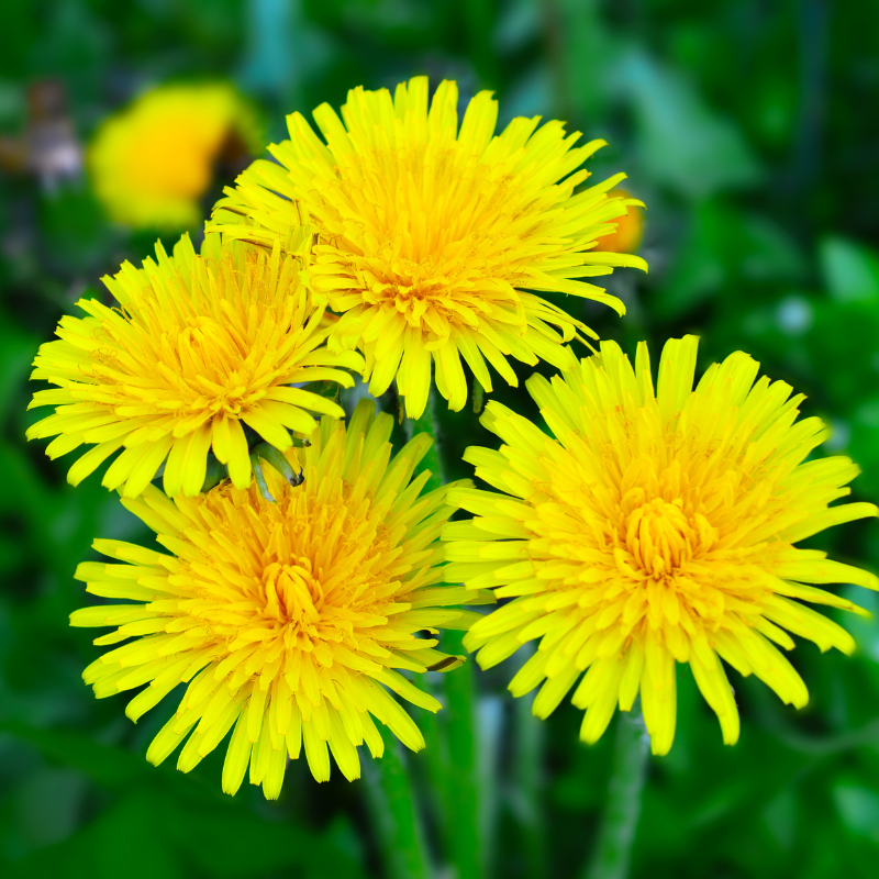 Dandelion, Taraxacum Officinale seeds - 20