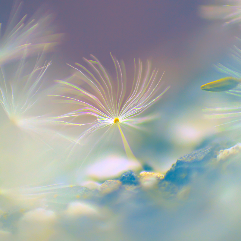 Dandelion, Taraxacum Officinale seeds - 20
