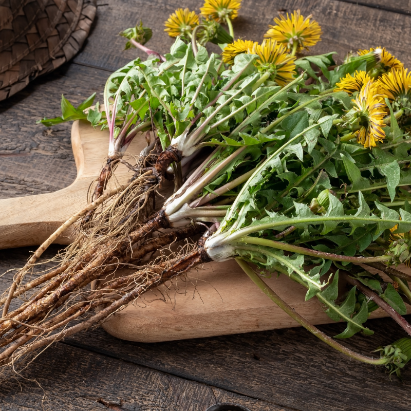 Dandelion, Taraxacum Officinale seeds - 20