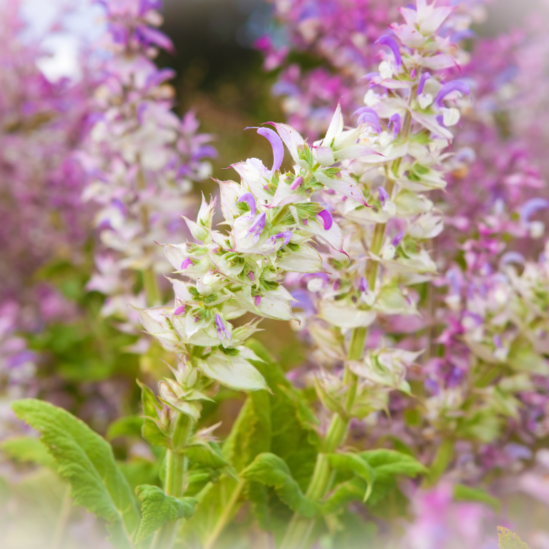 Clary, clary sage seeds - 15