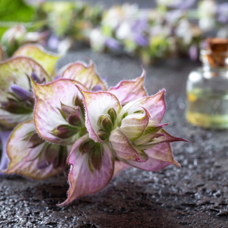 Clary, clary sage seeds - 15