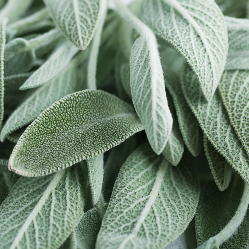 Clary, clary sage seeds - 15