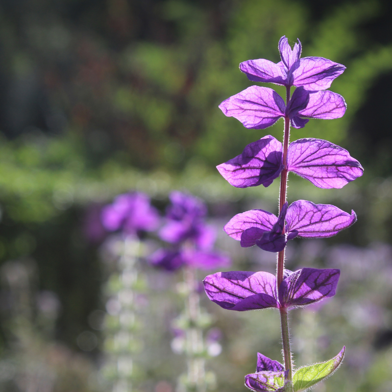 Clary, clary sage seeds - 15
