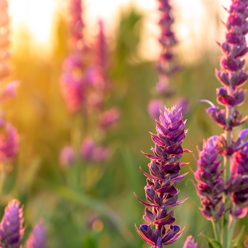 Clary, clary sage seeds - 15