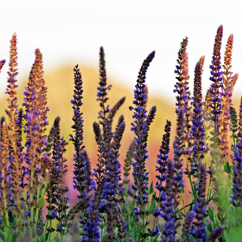 Clary, clary sage seeds - 15