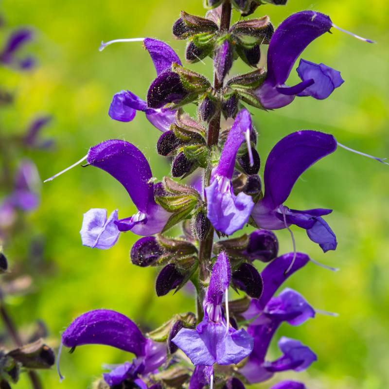Clary, clary sage seeds - 15