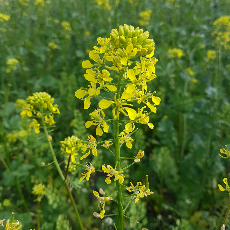 Yellow Mustard (Sinapis alba) seeds - 300