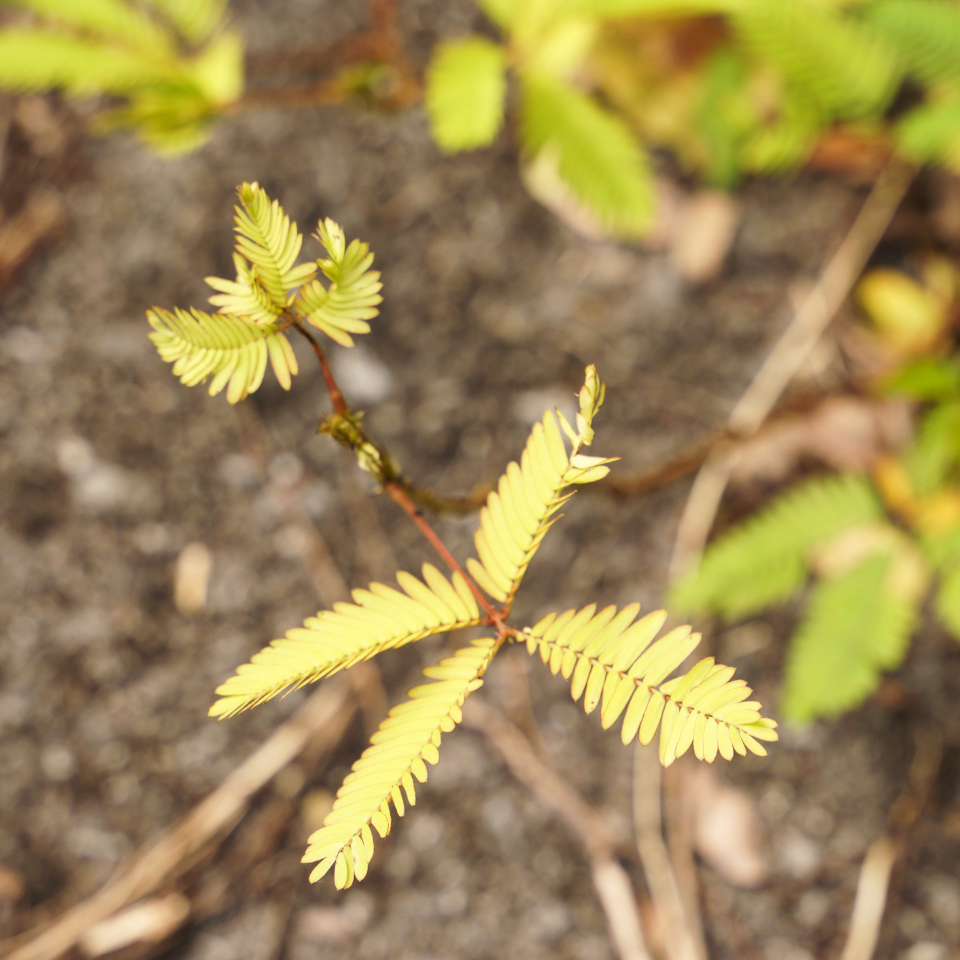 Mimosa Pudica, Touch me not Plant seeds - 100