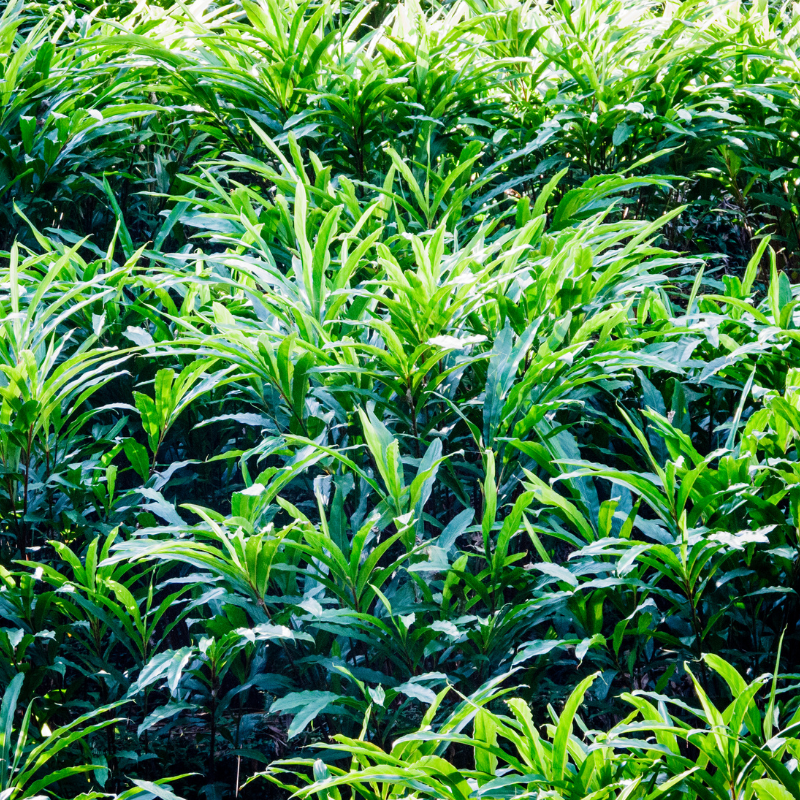 Cardamom, Elettaria cardamomum seeds - 50