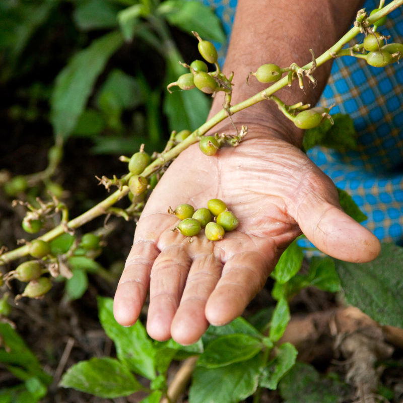 Cardamom, Elettaria cardamomum seeds - 50