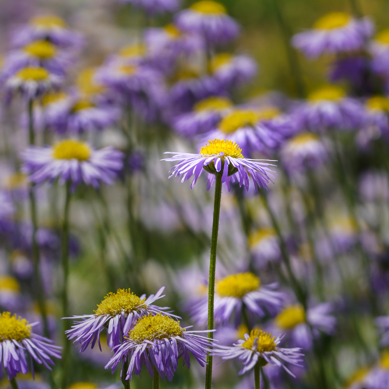 Himalayan fleabane seeds - 20