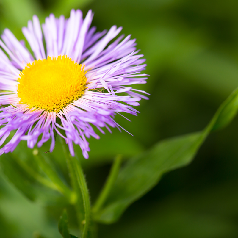 Himalayan fleabane seeds - 20