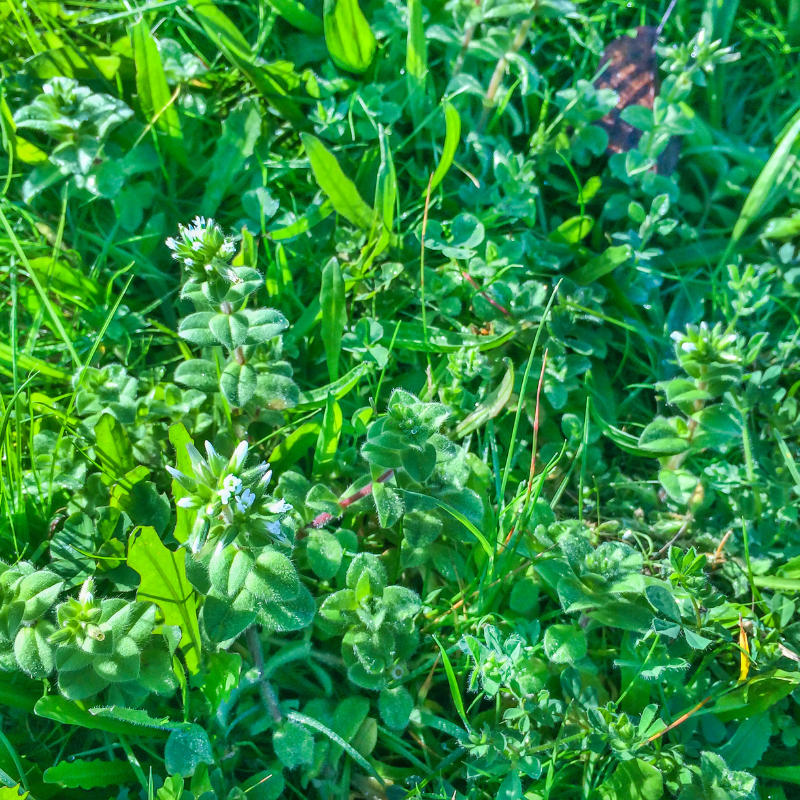 Dysphania pumilio, Clammy goosefoot seeds - 30