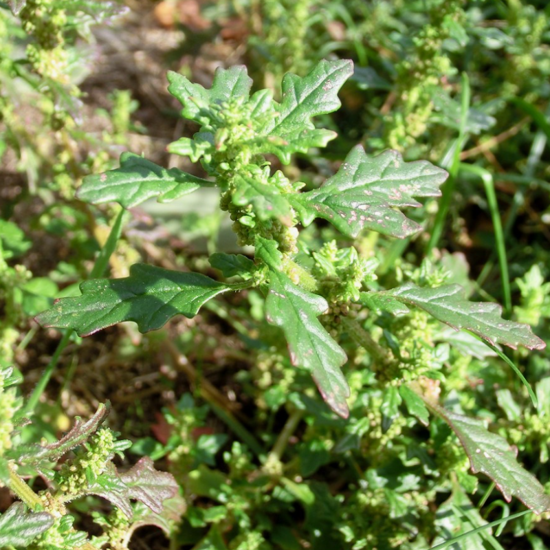 Dysphania pumilio, Clammy goosefoot seeds - 30