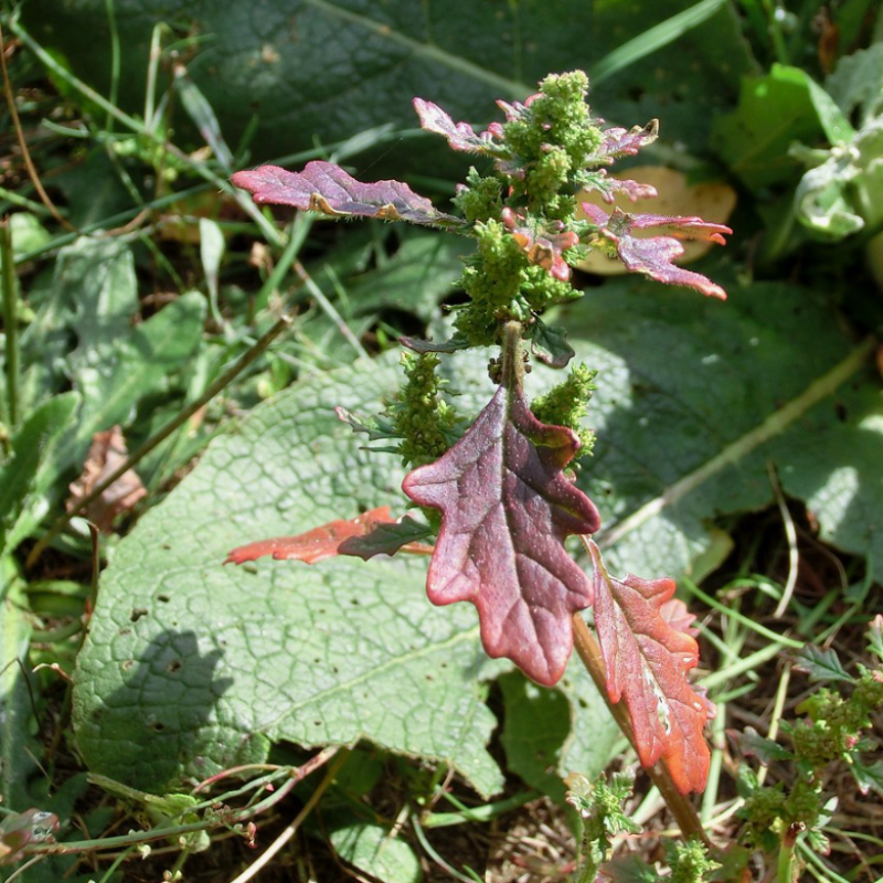Dysphania pumilio, Clammy goosefoot seeds - 30