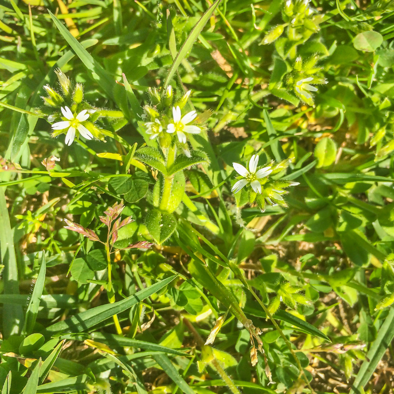 Dysphania pumilio, Clammy goosefoot seeds - 30