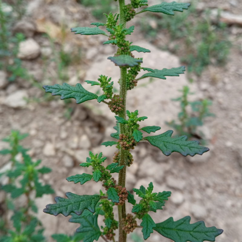 Dysphania pumilio, Clammy goosefoot seeds - 30