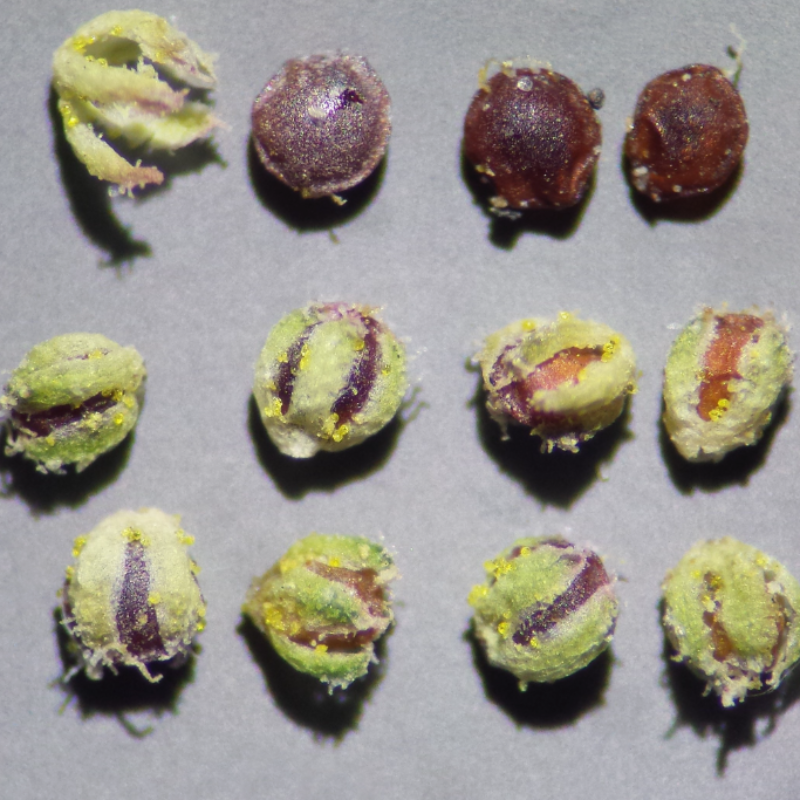 Dysphania pumilio, Clammy goosefoot seeds - 30