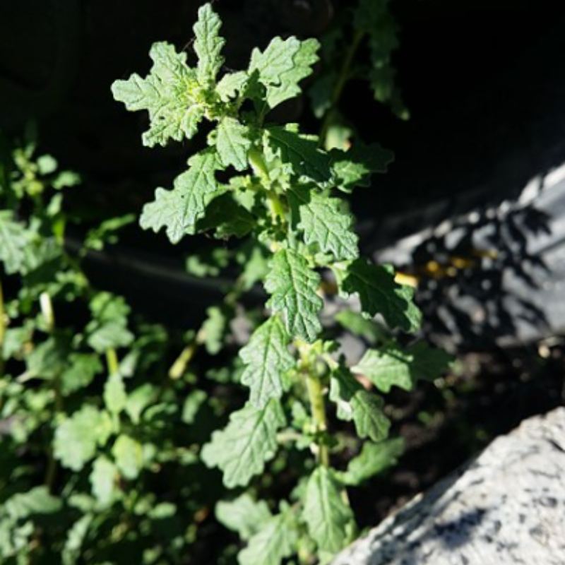 Dysphania pumilio, Clammy goosefoot seeds - 30