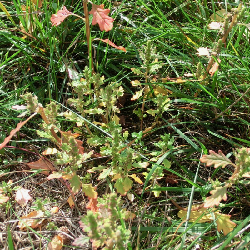 Dysphania pumilio, Clammy goosefoot seeds - 30