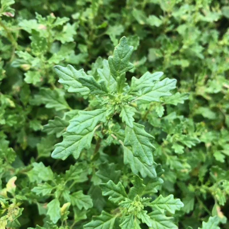 Dysphania pumilio, Clammy goosefoot seeds - 30