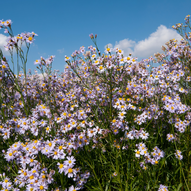 Symphyotrichum lanceolatum (White Panicle Aster) seeds - 15