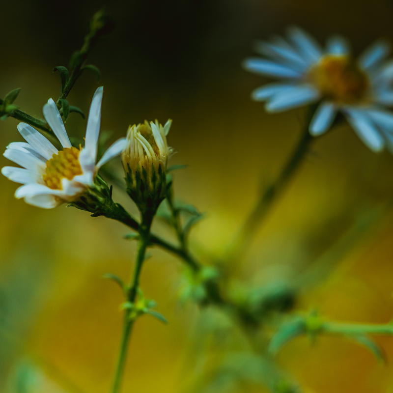 Symphyotrichum lanceolatum (White Panicle Aster) seeds - 15