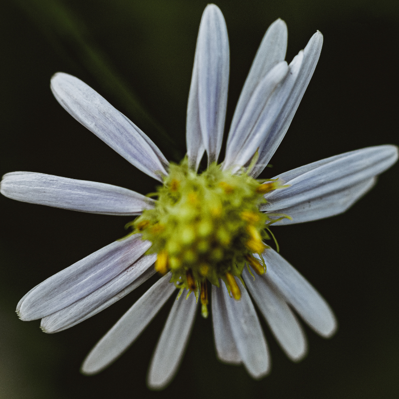Symphyotrichum lanceolatum (White Panicle Aster) seeds - 15