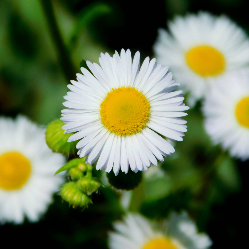 Symphyotrichum lanceolatum (White Panicle Aster) seeds - 15