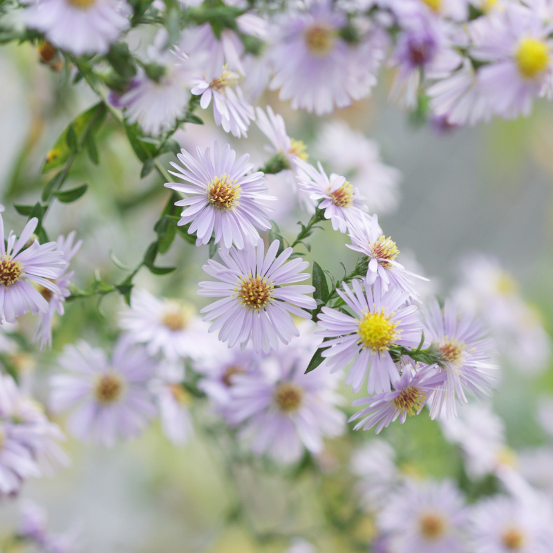 Symphyotrichum lanceolatum (White Panicle Aster) seeds - 15