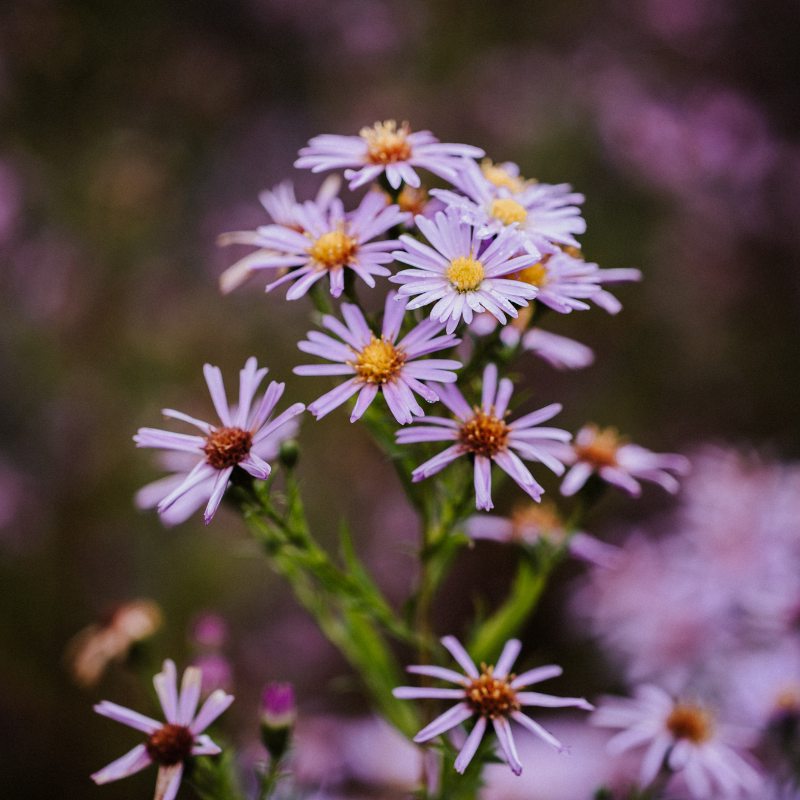 Symphyotrichum lanceolatum (White Panicle Aster) seeds - 15