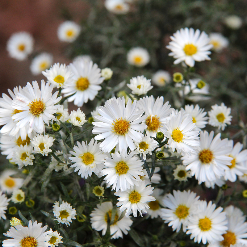 Symphyotrichum lanceolatum (White Panicle Aster) seeds - 15