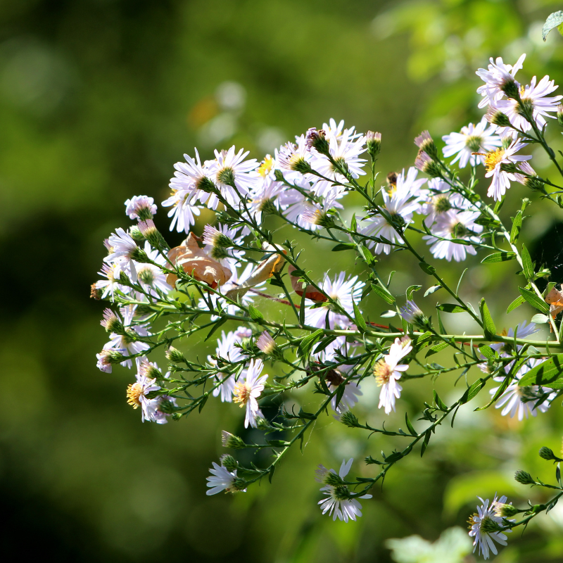 Symphyotrichum lanceolatum (White Panicle Aster) seeds - 15