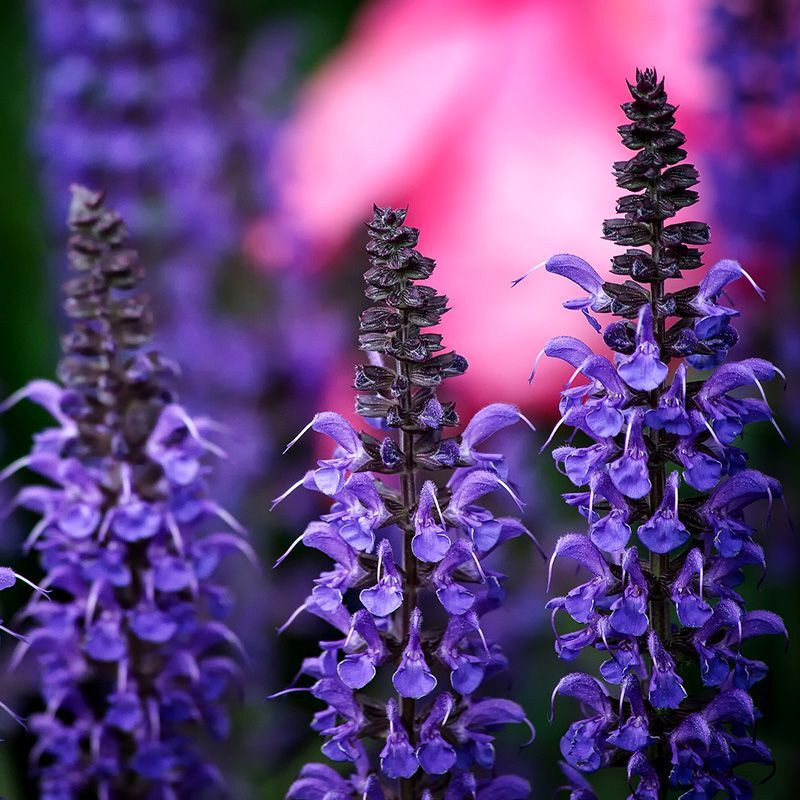 Salvia violet, Salvia nemorosa Violet Queen seeds - 50
