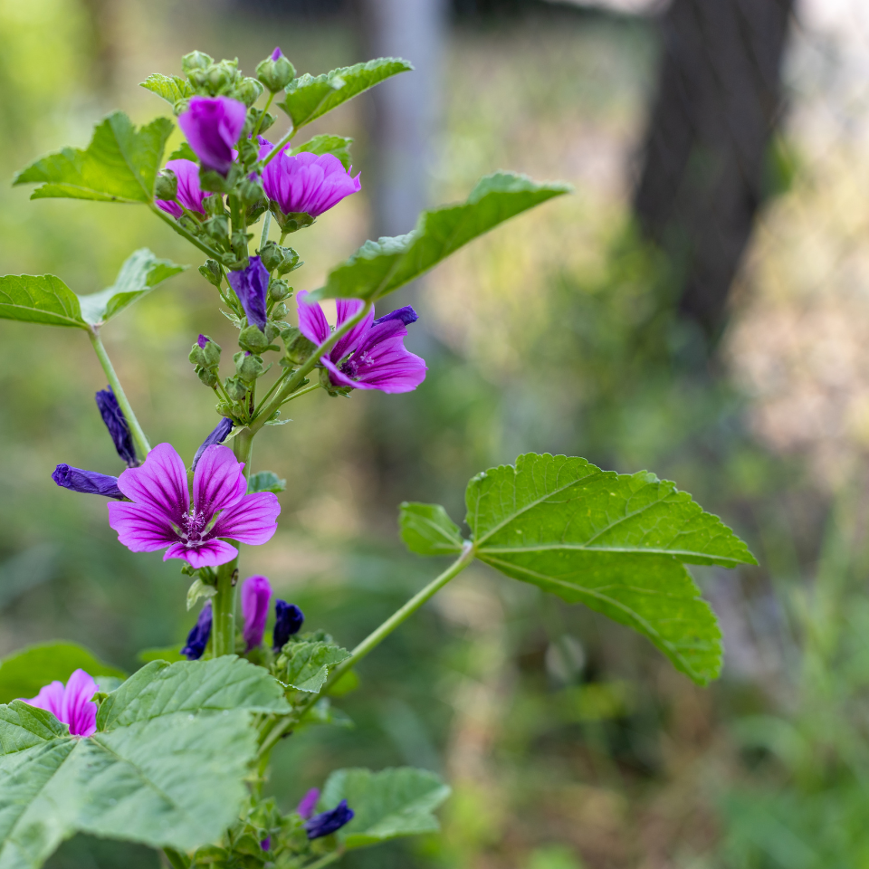 Forest Malva seeds, Malva sylvestris - 15