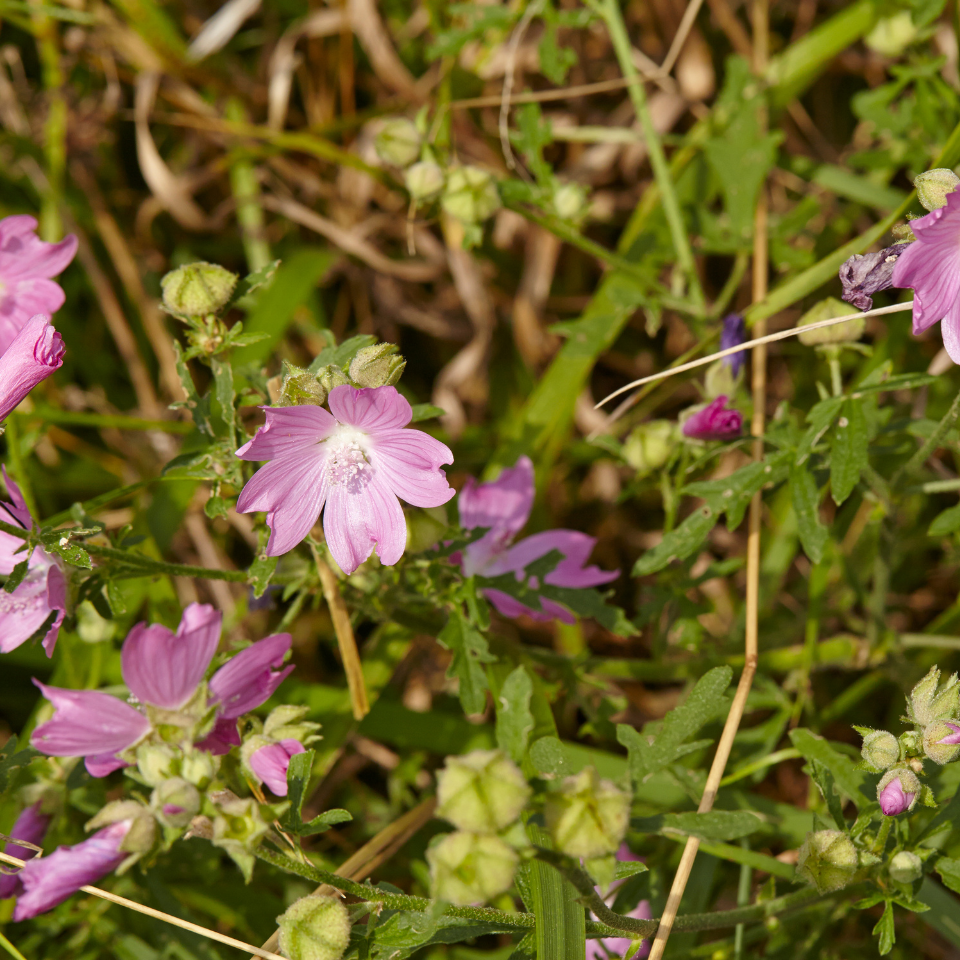 Forest Malva seeds, Malva sylvestris - 15